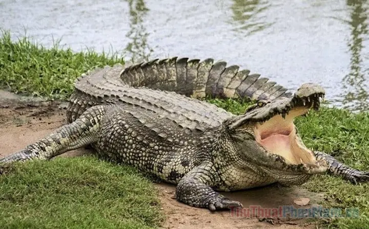 Giải Mã Ý Nghĩa Giấc Mơ Thấy Cá Sấu: Điềm Báo Gì Và Con Số May Mắn