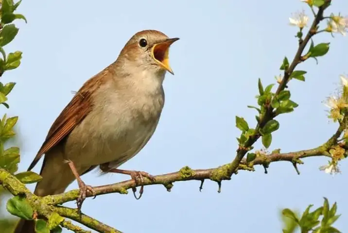 Giải Mã Giấc Mơ Thấy Chim Rớt Trứng: Điềm Báo Gì Và Cách Ứng Phó Khoa Học