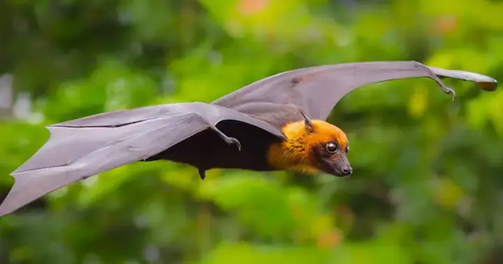 Giải Mã Ý Nghĩa Giấc Mơ Thấy Con Dòi: Điềm Báo Gì Và Con Số May Mắn