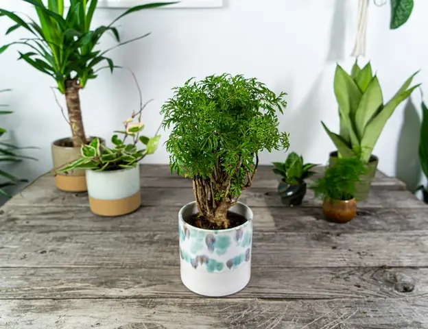 Ý Nghĩa Phong Thủy Của Cây Mơ: Giải Mã Điềm Báo Từ Tiềm Thức