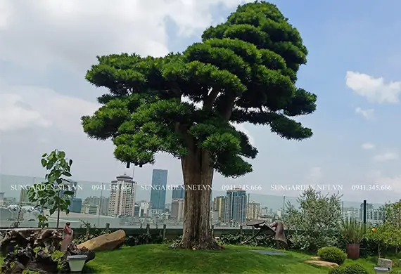 Ý Nghĩa Phong Thủy Của Cây Mơ: Giải Mã Điềm Báo Từ Tiềm Thức