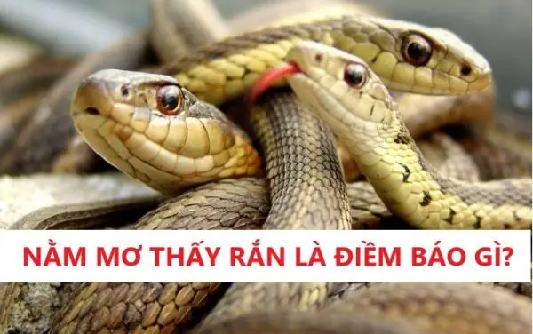 Giải Mã 2000+ Giấc Mơ: Tổng Hợp Ý Nghĩa & Bộ Số May Mắn Chi Tiết