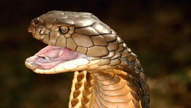 Giấc Mơ Thấy Rắn: Từ Điềm Báo Đến Giải Thích Khoa Học