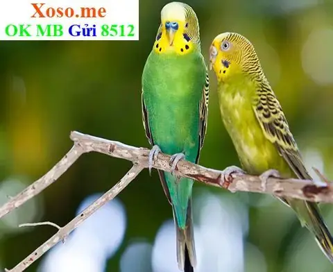 Mơ Bắt Được Chim Non: Ý Nghĩa Tổng Quan Và Giải Mã Chi Tiết