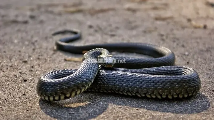 Mơ Bắt Được Rắn Đen: Ý Nghĩa Và Giải Thích Khoa Học