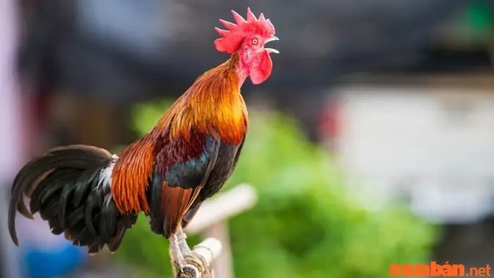 Mơ Thấy Ăn Cơm Gà: Ý Nghĩa Giấc Mơ Theo Văn Hóa Và Tâm Lý Học