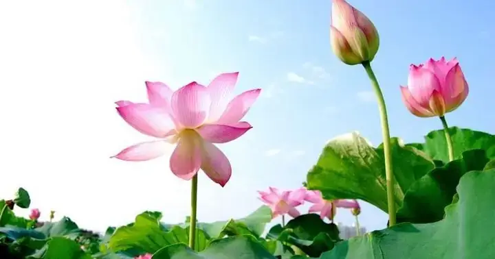 Ý Nghĩa Giấc Mơ Ăn Hạt Sen - Giải Mã Chi Tiết Từ A-z