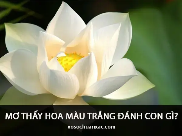 Ý Nghĩa Giấc Mơ Ăn Hạt Sen - Giải Mã Chi Tiết Từ A-z