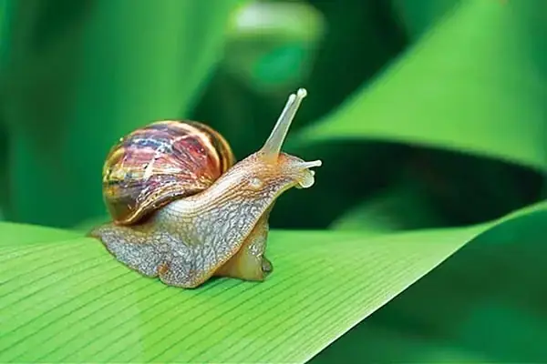 Giấc Mơ Ăn Ốc Luộc: Ý Nghĩa Tâm Linh, Điềm Báo Và Bộ Số May Mắn