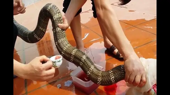 Mơ Thấy Ăn Rắn Sống Là Gì? Ý Nghĩa Và Giải Mộng Chi Tiết