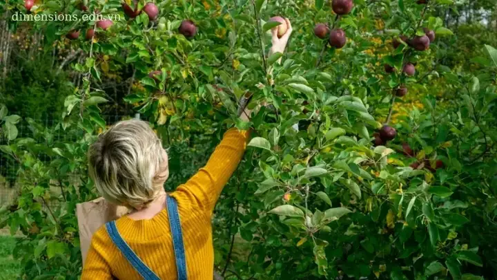 Mơ Thấy Ăn Trái Cây: Phân Tích Khoa Học Và Giá Trị Thực Tiễn