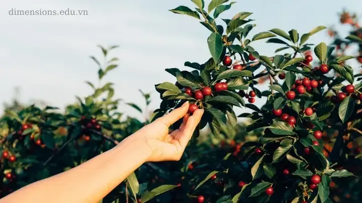 Mơ Thấy Ăn Trái Cây: Phân Tích Khoa Học Và Giá Trị Thực Tiễn