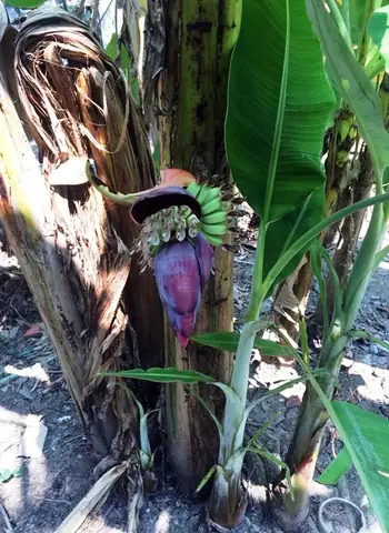 Giấc Mơ Thấy Buồng Chuối Xanh: Ý Nghĩa, Điềm Báo Và Cách Giải Mã