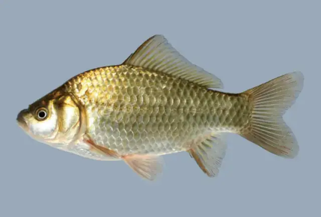 Giấc Mơ Thấy Cá Diếc: Ý Nghĩa, Điềm Báo Và Con Số May Mắn