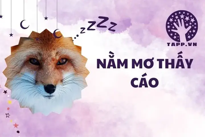 Mơ Thấy Cáo Trắng: Ý Nghĩa Và Lời Giải Đáp Từ Nhiều Góc Độ