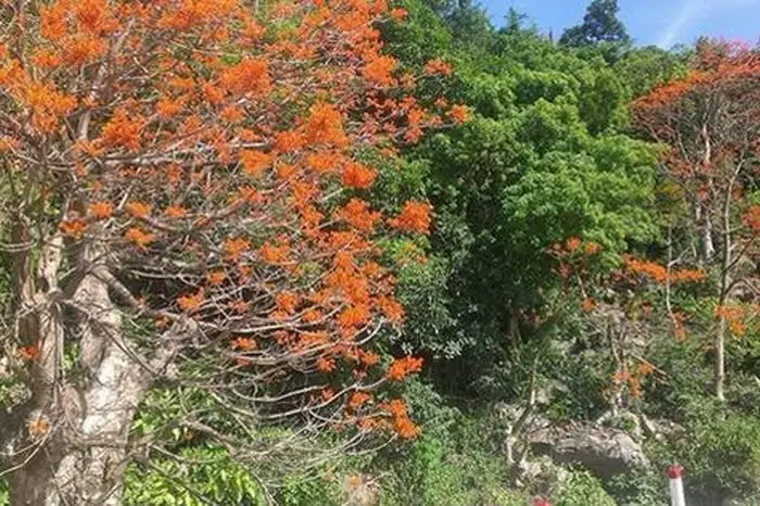 Mơ Thấy Cây Ngô Non: Ý Nghĩa Và Lời Giải Đoát Chi Tiết