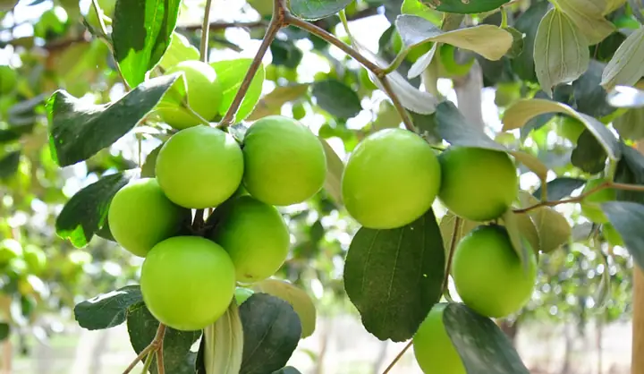 Mơ Thấy Cây Hồng Sai Quả Là Gì? Giải Mã Điềm Báo Và May Mắn