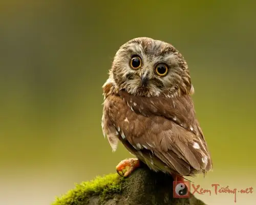 Giấc Mơ Thấy Chim Đại Bàng: Ý Nghĩa Tâm Linh, Khoa Học Và Điềm Báo Toàn Diện