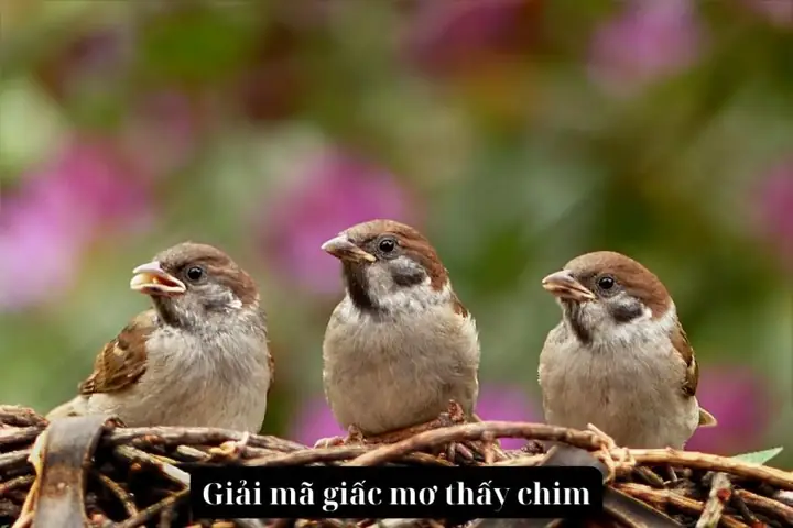 Mơ Thấy Chim Màu Trắng: Ý Nghĩa Và Phân Tích Đa Chiều