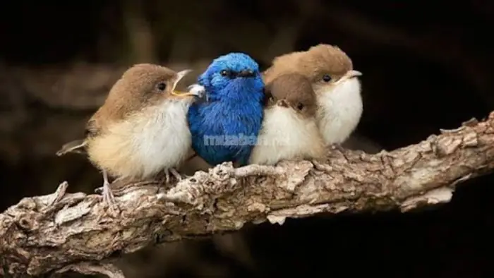 Mơ Thấy Chim Non: Giải Mã Ý Nghĩa Và Điềm Báo Trong Giấc Mơ