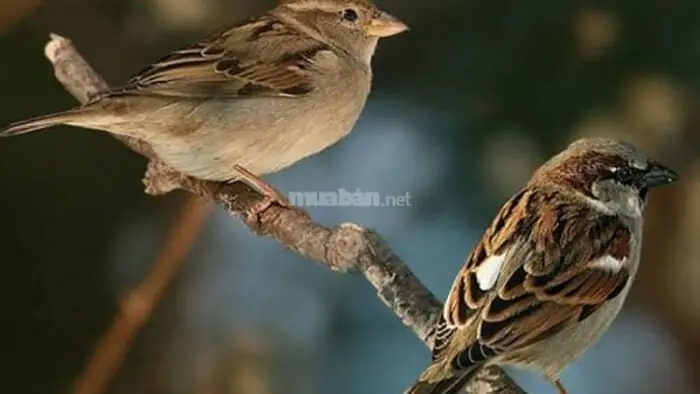 Mơ Thấy Chim Non: Giải Mã Ý Nghĩa Và Điềm Báo Trong Giấc Mơ