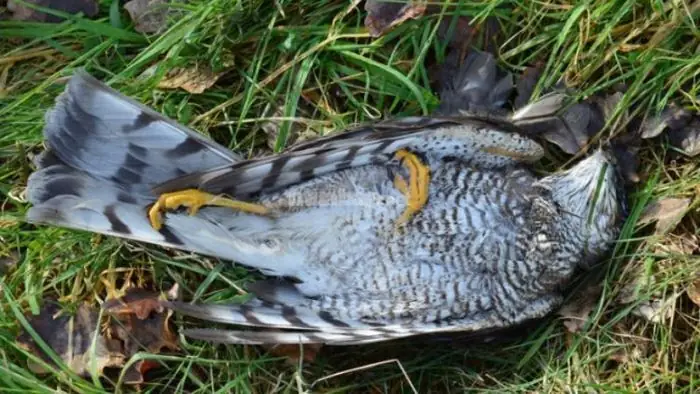 Mơ Thấy Chim Non: Giải Mã Ý Nghĩa Và Điềm Báo Trong Giấc Mơ