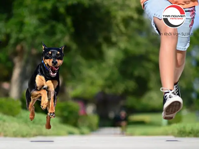 Mơ Thấy Chó: Giải Mã Ý Nghĩa Và Điềm Báo Từ A Đến Z