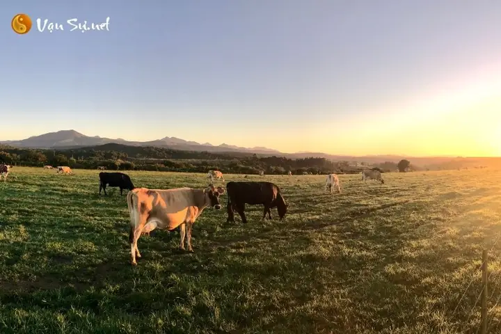 Mơ Thấy Con Bò Vàng Có Ý Nghĩa Gì? Giải Nghĩa Chi Tiết Từ A-z