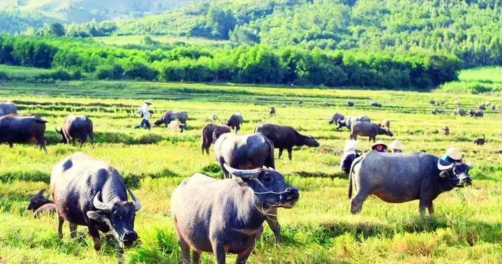 Mơ Thấy Đàn Trâu Đen: Giải Mã Ý Nghĩa Từ Tâm Linh Đến Khoa Học