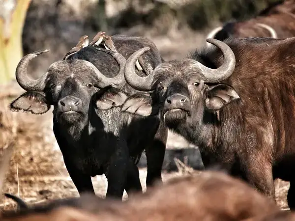 Mơ Thấy Đàn Trâu Đen: Giải Mã Ý Nghĩa Từ Tâm Linh Đến Khoa Học