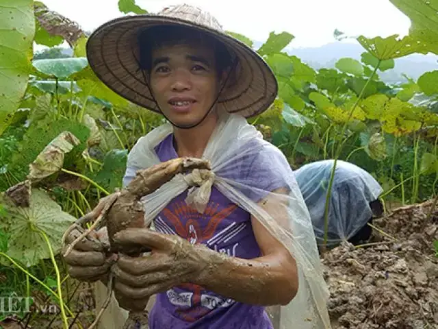 Giấc Mơ Đào Củ Sen: Giải Mã Ý Nghĩa Tâm Linh Và Thông Điệp Cuộc Sống