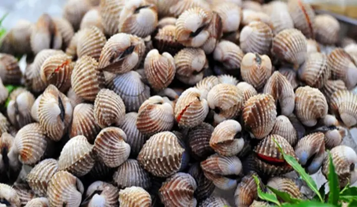 Mơ Thấy Đi Bắt Sò: Giải Mã Ý Nghĩa Từ Tâm Linh Đến Thực Tiễn