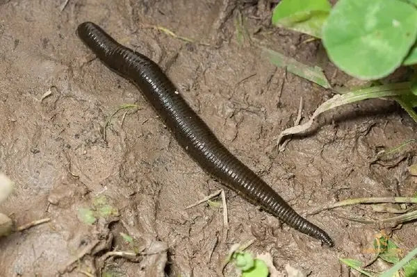 Giấc Mơ Thấy Đỉa Cắn: Ý Nghĩa Tâm Lý Và Phân Tích Chi Tiết