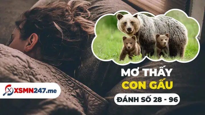 Mơ Thấy Gấu Bông: Ý Nghĩa, Điềm Báo Và Ứng Dụng Thực Tế