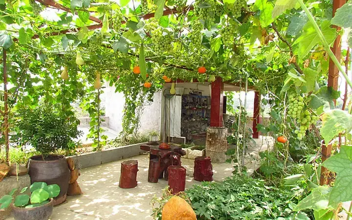 Mơ Thấy Giàn Bầu Nhiều Quả: Ý Nghĩa Tích Cực Và Thông Điệp Sâu Sắc