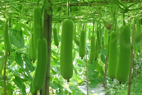 Mơ Thấy Giàn Bầu Nhiều Quả: Ý Nghĩa Tích Cực Và Thông Điệp Sâu Sắc