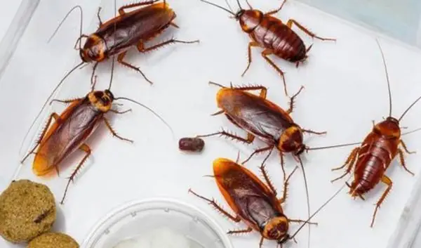 Mơ Thấy Gián Bò Vào Nhà Là Điềm Gì? Giải Nghĩa Chi Tiết Từ A-z