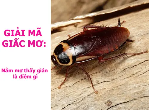 Giấc Mơ Thấy Gián Chết: Ý Nghĩa, Giải Mã Và Lời Khuyên