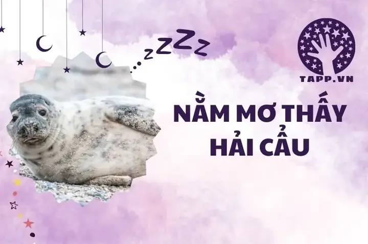 Mơ Thấy Hải Cẩu: Giải Mã Ý Nghĩa Và Điềm Báo Trong Cuộc Sống