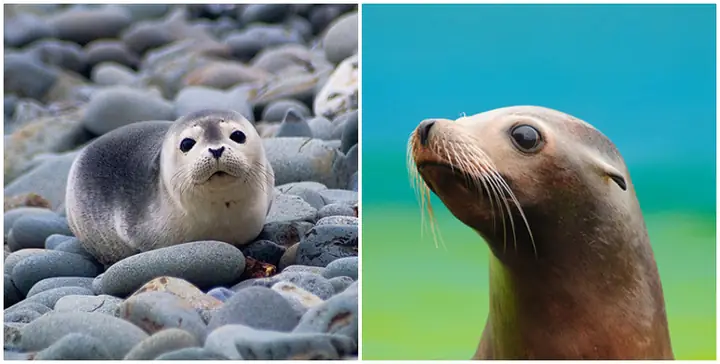 Mơ Thấy Hải Cẩu: Giải Mã Ý Nghĩa Và Điềm Báo Trong Cuộc Sống