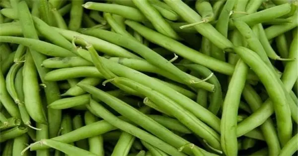 Mơ Thấy Hái Đậu Cô Ve: Ý Nghĩa Tích Cực, Con Số May Mắn Và Phân Tích Chi Tiết