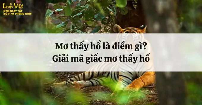 Giấc Mơ Thấy Hổ: Ý Nghĩa, Điềm Báo & Những Con Số May Mắn