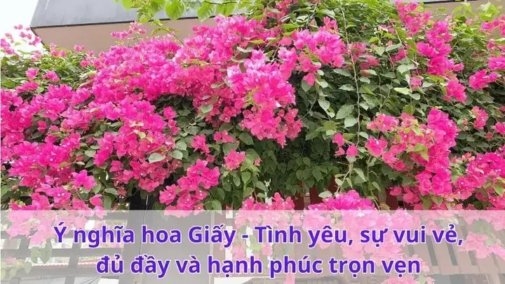 Mơ Thấy Hoa Giấy: Giải Mã Biểu Tượng Từ Dân Gian Đến Khoa Học