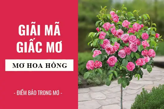 Mơ Thấy Hoa Hồng Tím: Giải Mã Ý Nghĩa Từ Tâm Linh Đến Thực Tế