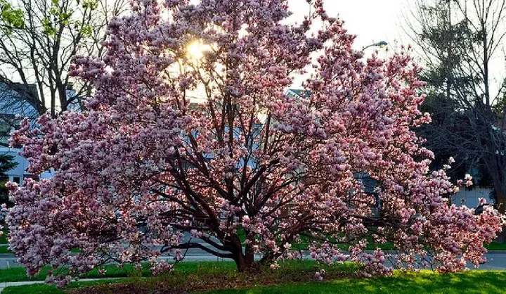 Mơ Thấy Hoa Mộc Lan: Ý Nghĩa, Điềm Báo Và Giải Mã Chi Tiết