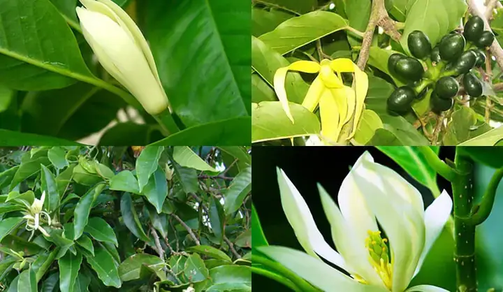 Giấc Mơ Thấy Hoa Ngọc Lan Trắng: Ý Nghĩa Từ Tâm Linh Đến Thực Tế