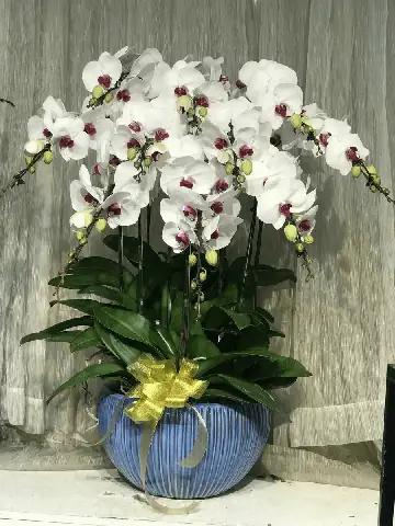 Giấc Mơ Thấy Hoa Ngọc Lan Trắng: Ý Nghĩa Từ Tâm Linh Đến Thực Tế