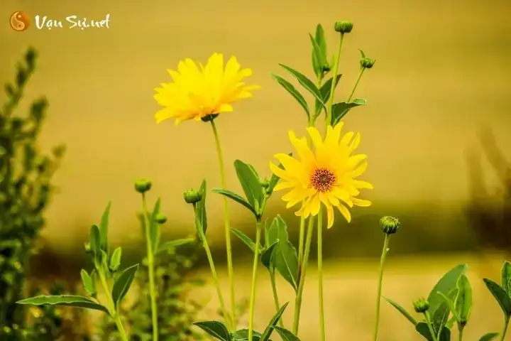 Giấc Mơ Thấy Hoa Đỏ Nở: Giải Mã Ý Nghĩa Từ Tâm Linh Đến Thực Tế