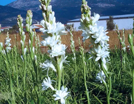 Mơ Thấy Hoa Nở Màu Trắng: Ý Nghĩa Và Cách Giải Đoán Chi Tiết