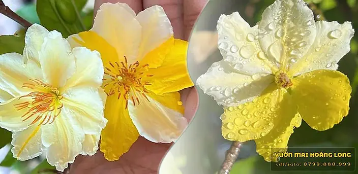 Mơ Thấy Hoa Nở Màu Vàng: Ý Nghĩa Toàn Diện Và Điềm Báo Tích Cực